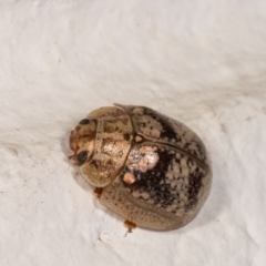 Paropsisterna laesa species complex at Melba, ACT - 17 Dec 2020