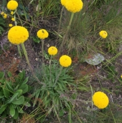 Craspedia aurantia var. jamesii (Large Alpine Buttons) at Cotter River, ACT - 1 Jan 2021 by Jubeyjubes