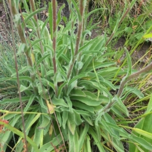 Craspedia aurantia var. jamesii at Cotter River, ACT - suppressed