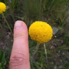 Craspedia aurantia var. jamesii at Cotter River, ACT - suppressed