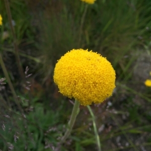 Craspedia aurantia var. jamesii at Cotter River, ACT - suppressed