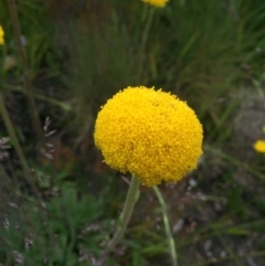 Craspedia aurantia var. jamesii at Cotter River, ACT - 1 Jan 2021