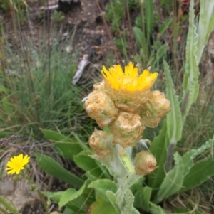 Podolepis laciniata at Cotter River, ACT - 1 Jan 2021