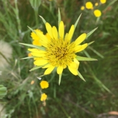 Tragopogon dubius (Goatsbeard) at Cotter River, ACT - 1 Jan 2021 by Jubeyjubes