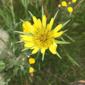 Tragopogon dubius at Cotter River, ACT - 1 Jan 2021 01:27 PM