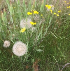 Tragopogon dubius at Cotter River, ACT - 1 Jan 2021