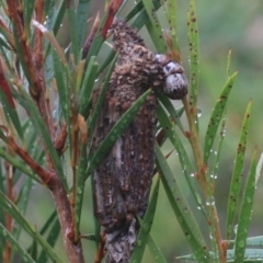 Clania lewinii & similar Casemoths (Parallel stick Case Moths) at Goulburn, NSW - 1 Jan 2021 by Rixon