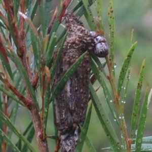 Clania lewinii & similar Casemoths at Goulburn, NSW - 1 Jan 2021 05:35 PM