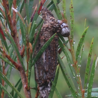 Clania lewinii & similar Casemoths (Parallel stick Case Moths) at Goulburn, NSW - 1 Jan 2021 by Rixon