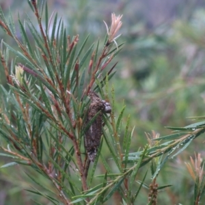 Clania lewinii & similar Casemoths at Goulburn, NSW - 1 Jan 2021 05:35 PM