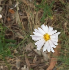 Brachyscome aculeata (Hill Daisy) at Cotter River, ACT - 1 Jan 2021 by Jubeyjubes