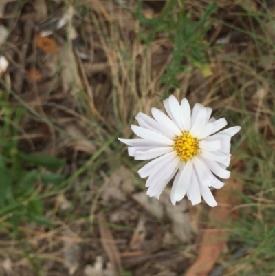 Brachyscome aculeata (Hill Daisy) at Cotter River, ACT - 1 Jan 2021 by Jubeyjubes