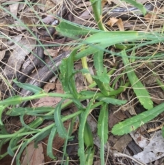 Brachyscome aculeata at Cotter River, ACT - 1 Jan 2021