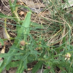 Brachyscome aculeata at Cotter River, ACT - 1 Jan 2021 11:43 AM