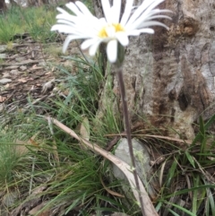 Celmisia sp. (A Snow Daisy) at Cotter River, ACT - 1 Jan 2021 by Jubeyjubes