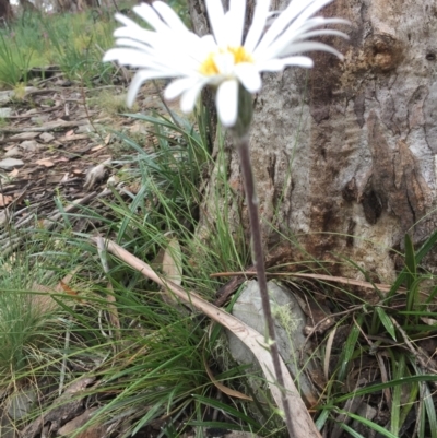 Celmisia tomentella (Common Snow Daisy) at Cotter River, ACT - 1 Jan 2021 by Jubeyjubes