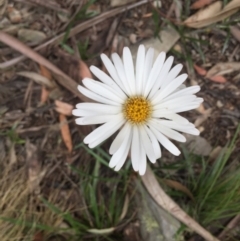 Celmisia tomentella at Cotter River, ACT - 1 Jan 2021