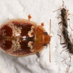 Paropsisterna sp. ("Ch11" of DeLittle 1979) (A leaf beetle) at Melba, ACT - 17 Dec 2020 by kasiaaus