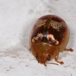 Paropsisterna sp. ("Ch11" of DeLittle 1979) at Melba, ACT - 17 Dec 2020 11:24 PM