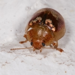 Paropsisterna sp. ("Ch11" of DeLittle 1979) at Melba, ACT - 17 Dec 2020 11:24 PM