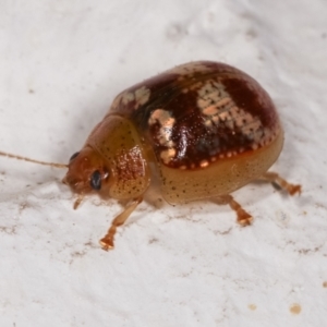 Paropsisterna sp. ("Ch11" of DeLittle 1979) at Melba, ACT - 17 Dec 2020 11:24 PM