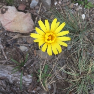 Microseris lanceolata at Cotter River, ACT - 1 Jan 2021