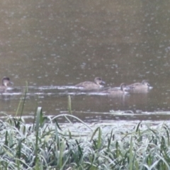 Anas gracilis (Grey Teal) at Goulburn, NSW - 1 Jan 2021 by Rixon