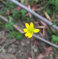 Ranunculus lappaceus (Australian Buttercup) at Cotter River, ACT - 1 Jan 2021 by Jubeyjubes