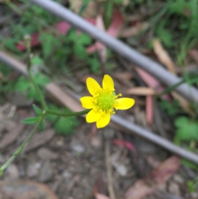 Ranunculus lappaceus (Australian Buttercup) at Cotter River, ACT - 1 Jan 2021 by Jubeyjubes