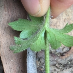 Ranunculus lappaceus at Cotter River, ACT - 1 Jan 2021