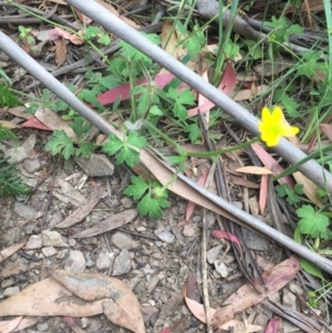 Ranunculus lappaceus at Cotter River, ACT - 1 Jan 2021