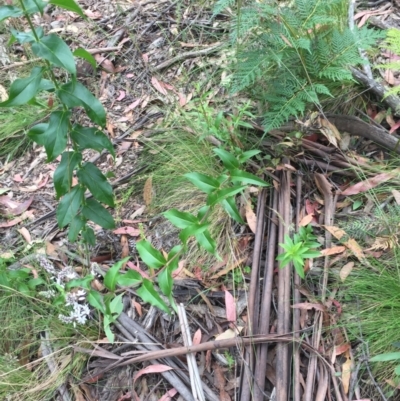 Veronica derwentiana (Derwent Speedwell) at Namadgi National Park - 31 Dec 2020 by Jubeyjubes