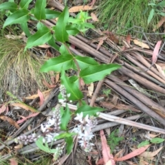 Veronica derwentiana at Cotter River, ACT - 1 Jan 2021