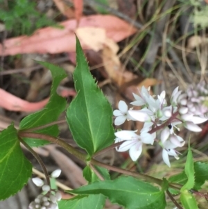 Veronica derwentiana at Cotter River, ACT - 1 Jan 2021