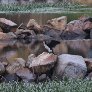 Microcarbo melanoleucos at Goulburn, NSW - 1 Jan 2021 05:52 PM