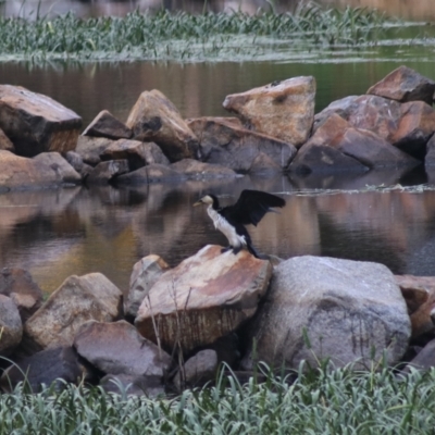 Microcarbo melanoleucos (Little Pied Cormorant) at Goulburn Wetlands - 1 Jan 2021 by Rixon