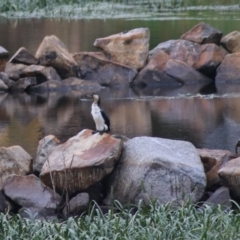 Microcarbo melanoleucos at Goulburn, NSW - 1 Jan 2021 05:52 PM