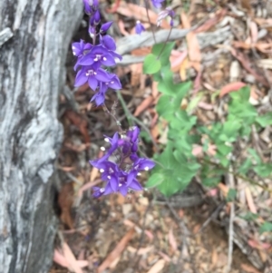 Veronica perfoliata at Cotter River, ACT - 1 Jan 2021