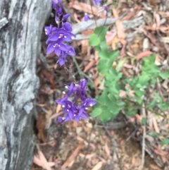 Veronica perfoliata (Digger's Speedwell) at Cotter River, ACT - 31 Dec 2020 by Jubeyjubes