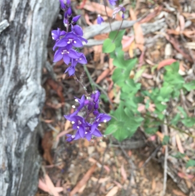 Veronica perfoliata (Digger's Speedwell) at Cotter River, ACT - 31 Dec 2020 by Jubeyjubes