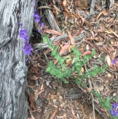 Veronica perfoliata at Cotter River, ACT - 1 Jan 2021 10:04 AM