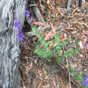 Veronica perfoliata at Cotter River, ACT - 1 Jan 2021