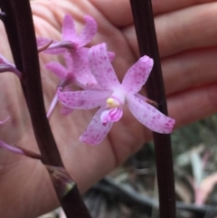 Dipodium roseum (Rosy Hyacinth Orchid) at Cotter River, ACT - 1 Jan 2021 by Jubeyjubes