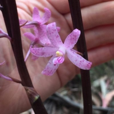 Dipodium roseum (Rosy Hyacinth Orchid) at Cotter River, ACT - 31 Dec 2020 by Jubeyjubes