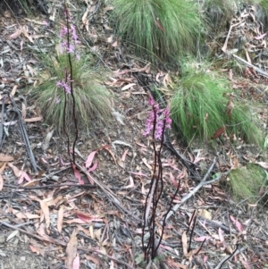 Dipodium roseum at Cotter River, ACT - 1 Jan 2021