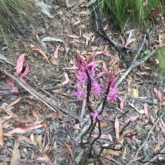 Dipodium roseum at Cotter River, ACT - 1 Jan 2021