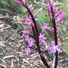 Dipodium roseum at Cotter River, ACT - 1 Jan 2021