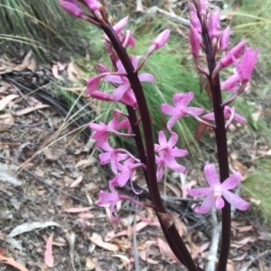 Dipodium roseum at Cotter River, ACT - 1 Jan 2021