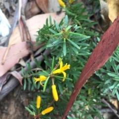 Persoonia chamaepeuce (Dwarf Geebung) at Cotter River, ACT - 1 Jan 2021 by Jubeyjubes