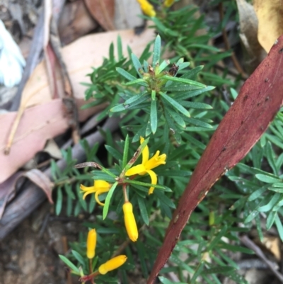 Persoonia chamaepeuce (Dwarf Geebung) at Cotter River, ACT - 1 Jan 2021 by Jubeyjubes